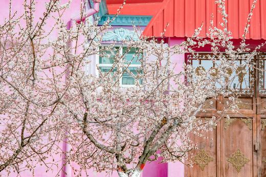 新疆伊犁杏花、冰百合花，天山胜利隧道建筑奇迹、库尔德宁8天摄影团：杏染天山 伊犁双杏花+赛里木湖8天 商品图3