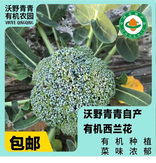 有机西兰花 商品图0