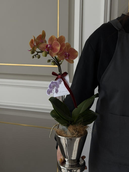 良辰美景 · 蝴蝶兰盆栽 商品图0