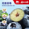 【降价了！22mm+巨无霸，都去拍！】西域美农 好吃的蓝莓 高山蓝莓 125g*4/6盒装  顺丰发货 商品缩略图0
