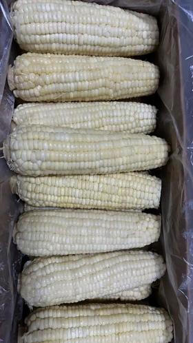 军怡速冻粘玉米棒40根/箱*10箱