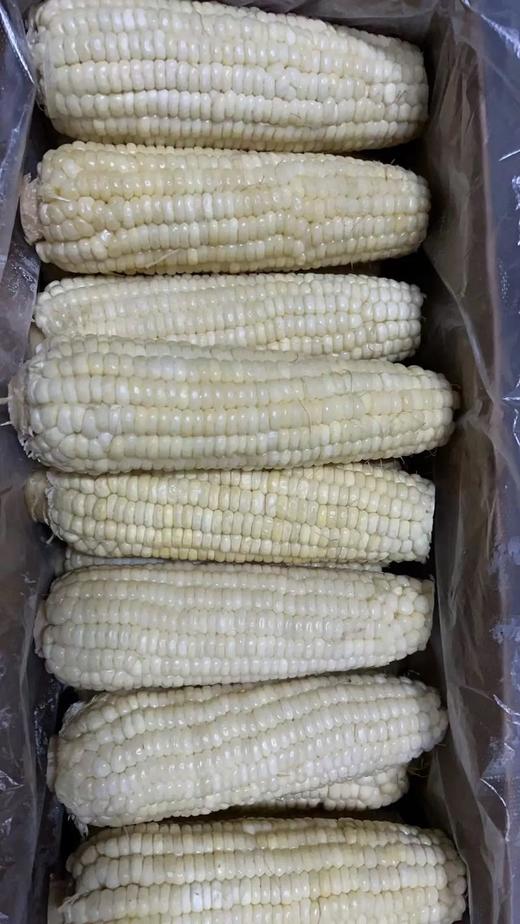 军怡速冻粘玉米棒40根/箱*10箱 商品图0