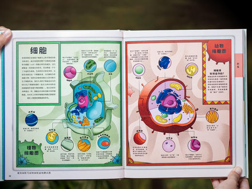 【十点首发】《DK图解万物》DK重磅新作！一本=通识知识宝库+思维升级工具|百余幅精美信息图解，演“活”1000+知识，用图解带孩子“透视”万物、表达思想、解决问题 商品图9