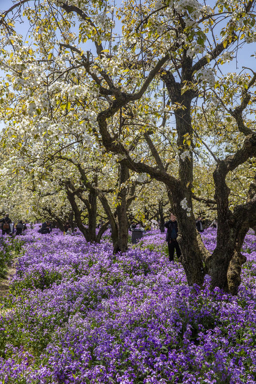 4.6确定出发【缤纷苏北】梨兰花会•荷兰花海•麋鹿荡丹顶鹤6天摄影 商品图14