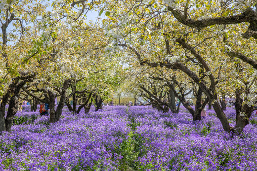 4.6确定出发【缤纷苏北】梨兰花会•荷兰花海•麋鹿荡丹顶鹤6天摄影 商品图6