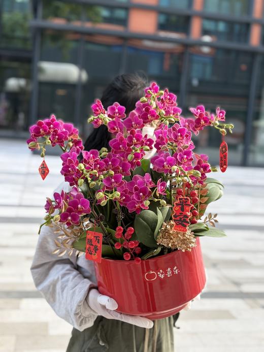年宵花蝴蝶兰.满堂红 商品图0