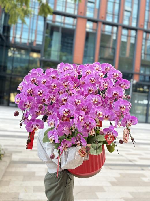 年宵花蝴蝶兰（藏宝图12株）） 商品图0