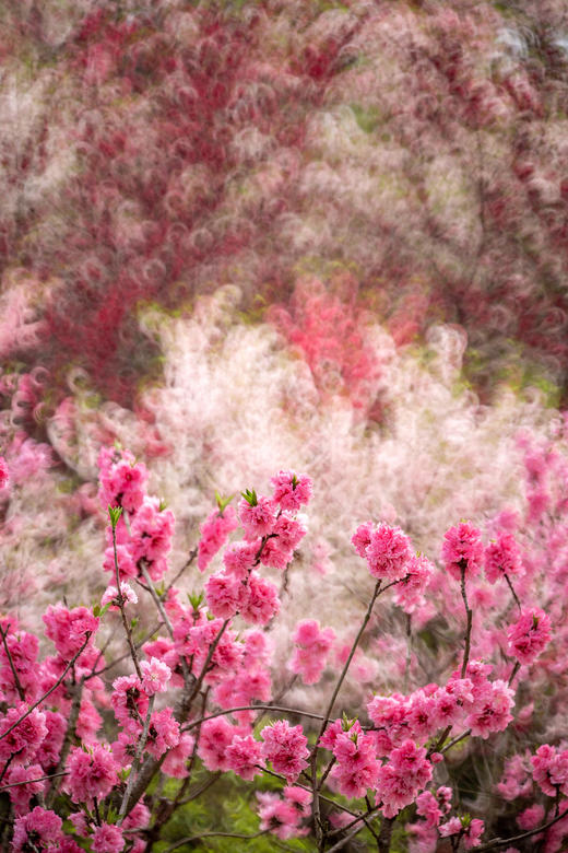 4.6确定出发【缤纷苏北】梨兰花会•荷兰花海•麋鹿荡丹顶鹤6天摄影 商品图13