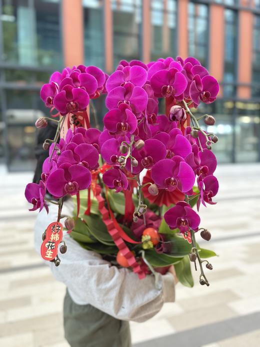 年宵花蝴蝶兰.大辣椒6株 商品图0