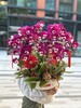 年宵花蝴蝶兰.米歇尔10株 商品缩略图0