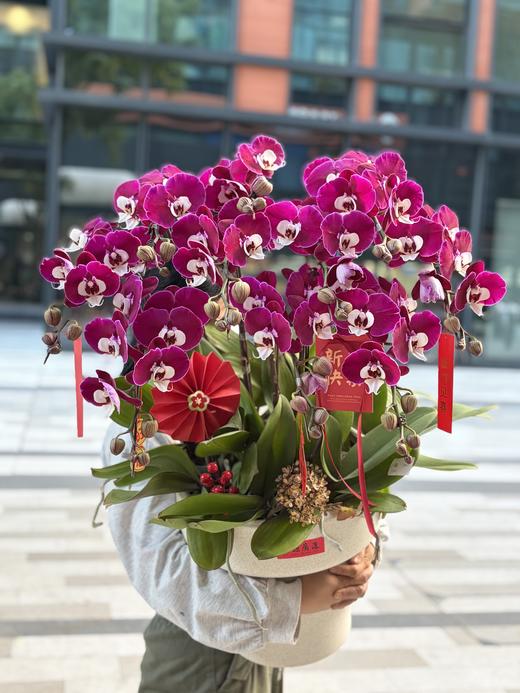 年宵花蝴蝶兰.米歇尔10株 商品图0