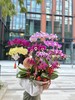 年宵花蝴蝶兰.混搭10株 商品缩略图0