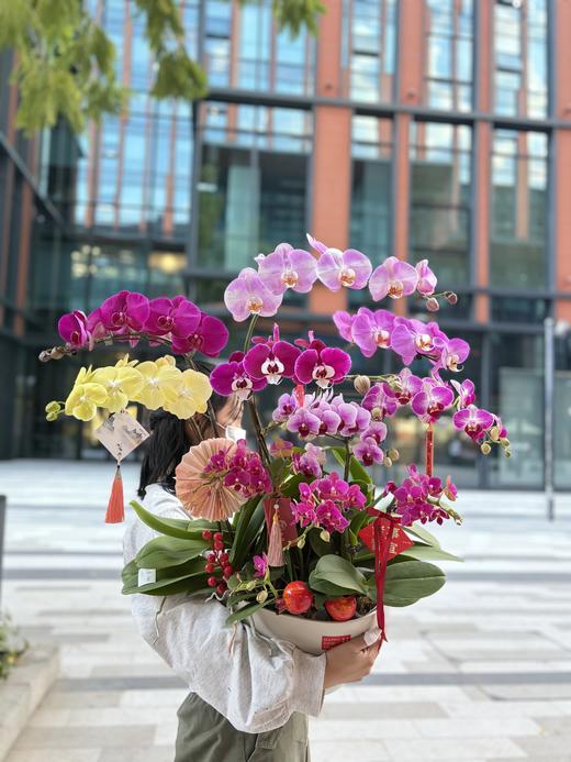 年宵花蝴蝶兰.混搭10株 商品图0