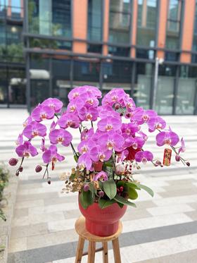 年宵花蝴蝶兰.粉图8株