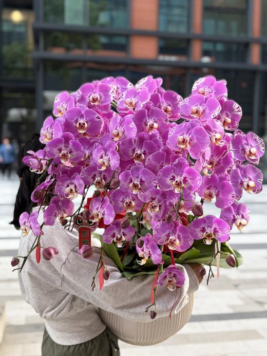 年宵花蝴蝶兰（藏宝图10株） 商品图0