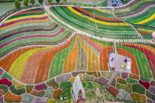 4.6确定出发【缤纷苏北】梨兰花会•荷兰花海•麋鹿荡丹顶鹤6天摄影 商品图1