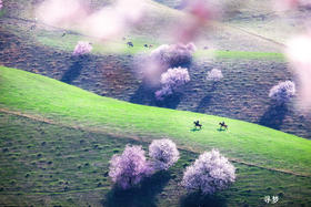 新疆伊犁杏花、冰百合花，天山胜利隧道建筑奇迹、库尔德宁8天摄影团：杏染天山 伊犁双杏花+赛里木湖8天