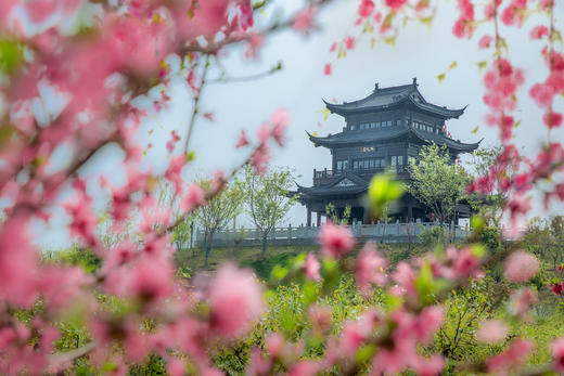 4.6确定出发【缤纷苏北】梨兰花会•荷兰花海•麋鹿荡丹顶鹤6天摄影 商品图5