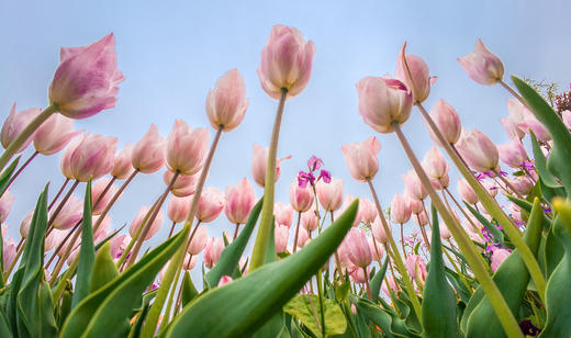 水墨江南·光影寻踪 镇江金山寺+扬州瘦西湖+兴化垛田油菜花+野鹿荡盐城5天 商品图10