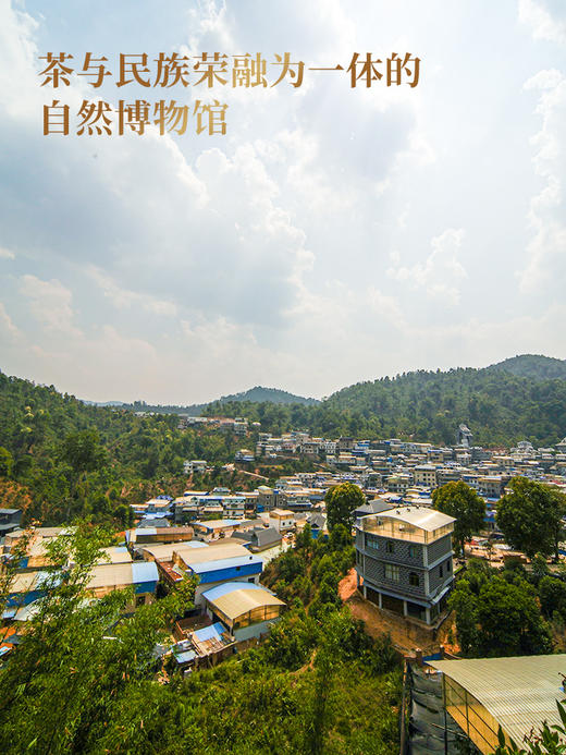 最后十几名！即将涨价【老曼峨苦/甜茶单株】2026年春茶预售苦过之后刻骨铭心的甜 滋味浓度“带十足杀伤力”，357克/饼 商品图3