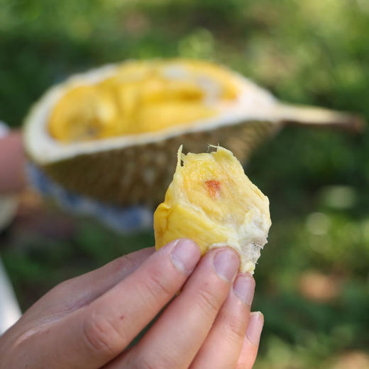 石家庄优选仓库速达，（鲜果）鲜马来西亚猫山王榴莲，树上自然熟，果肉金黄细腻，入口柔滑绵密，奶香浓郁，微苦后回甘榴莲 商品图4