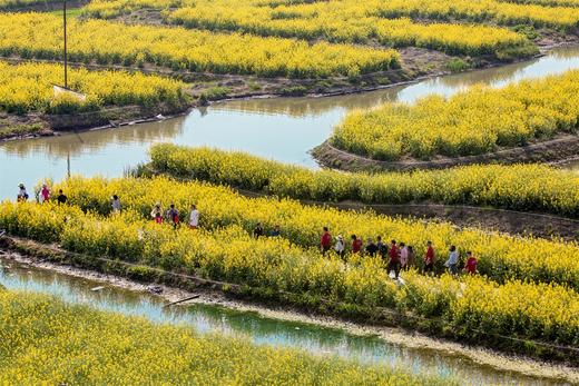 水墨江南·光影寻踪 镇江金山寺+扬州瘦西湖+兴化垛田油菜花+野鹿荡盐城5天 商品图4