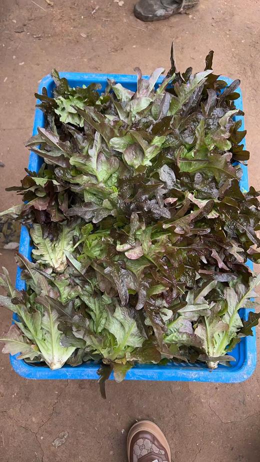 油麦菜/紫油麦菜（400g）现摘现发，随机发 商品图8