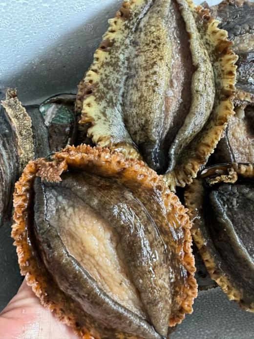 L深海鲍鱼码头直发超大个，深海大皇金鲍鱼 肥美爽滑个大饱满 【活冻】 商品图8