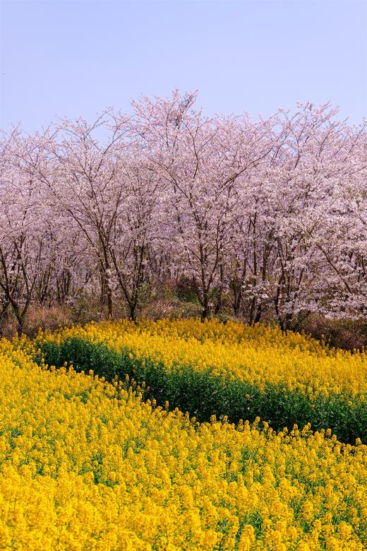 贵州平坝樱花、黄蜡樱花、金海雪山、青岩古镇、字龙田油菜花5天 商品图2