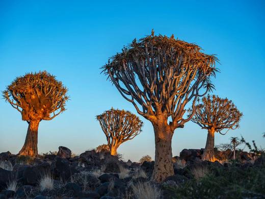 南部非洲四国：津巴布韦、赞比亚、博茨瓦纳、纳米比亚20天精华摄影团 商品图10