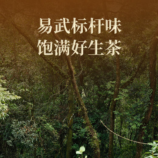 双陈普洱2025年越来越好生茶357克品牌30周年纪念茶蜜兰香澄澈山野韵悠长 商品图1