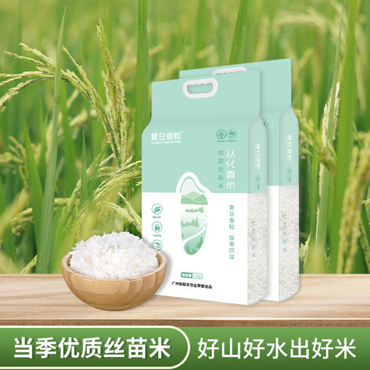 夏日香粒丝苗米 商品图5