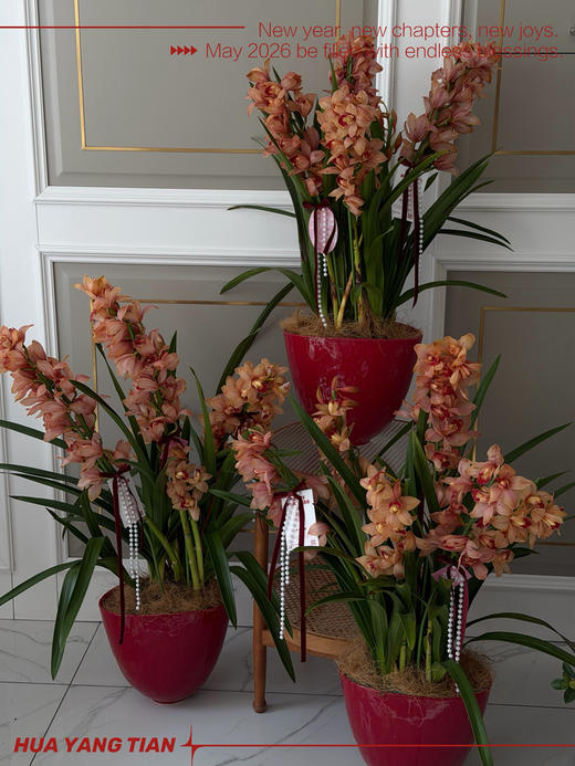 富贵荣华 · 大花蕙兰盆栽 商品图4