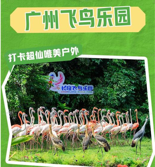 【广州长隆飞鸟乐园】门票 商品图0