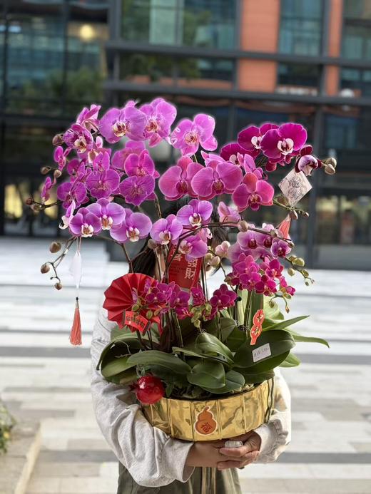 年宵花蝴蝶兰.混搭12株 商品图0