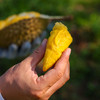 石家庄优选仓库速达，（鲜果）鲜马来西亚猫山王榴莲，树上自然熟，果肉金黄细腻，入口柔滑绵密，奶香浓郁，微苦后回甘榴莲 商品缩略图1