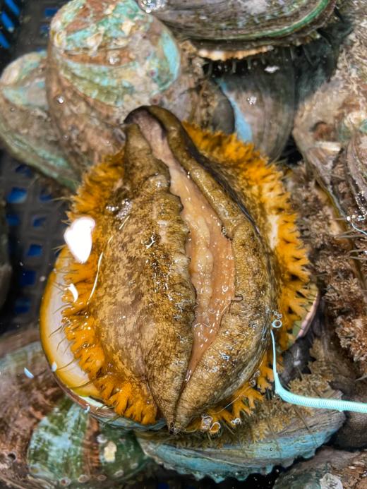 L深海鲍鱼码头直发超大个，深海大皇金鲍鱼 肥美爽滑个大饱满 【活冻】 商品图9