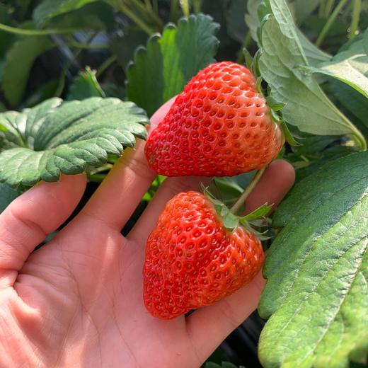 🏮办年货！春节不打烊！ 丹东九九草莓·香甜浓郁 商品图4