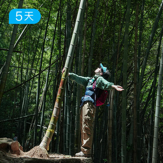 春季安吉+临安｜ 浙江天目山脉 28公里轻徒步 采春茶挖春笋 16人小团 5日 商品图4