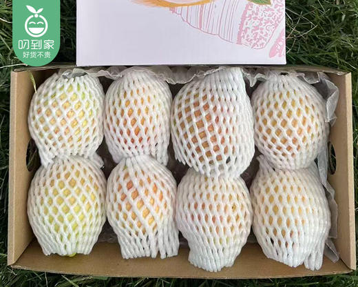 广东胭脂红芭乐（1.1kg±50g/盒 6-8颗） 商品图3