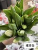 年宵花卉郁金香鲜切花10支 商品缩略图11