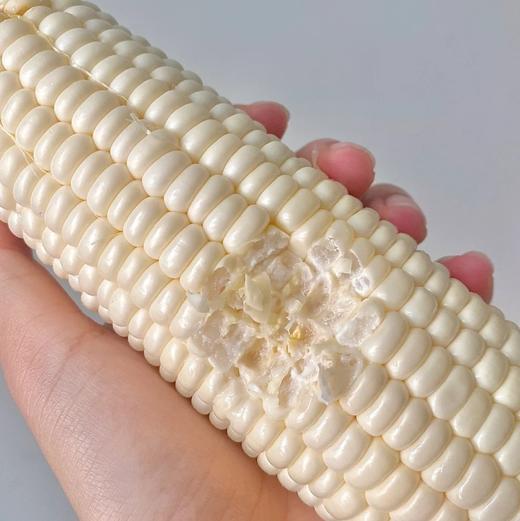 【 斌哥优选】鲜食牛奶水果玉米。好吃到惊呆了，籽粒饱满脆嫩，多汁香甜，一株只留一根玉米，把最好的给你！请一定生吃试试~ 商品图1