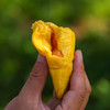 石家庄优选仓库速达，（鲜果）鲜马来西亚猫山王榴莲，树上自然熟，果肉金黄细腻，入口柔滑绵密，奶香浓郁，微苦后回甘榴莲 商品缩略图3