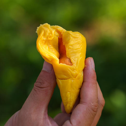 石家庄优选仓库速达，（鲜果）鲜马来西亚猫山王榴莲，树上自然熟，果肉金黄细腻，入口柔滑绵密，奶香浓郁，微苦后回甘榴莲 商品图3