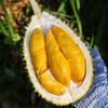 石家庄优选仓库速达，（鲜果）鲜马来西亚猫山王榴莲，树上自然熟，果肉金黄细腻，入口柔滑绵密，奶香浓郁，微苦后回甘榴莲 商品缩略图7