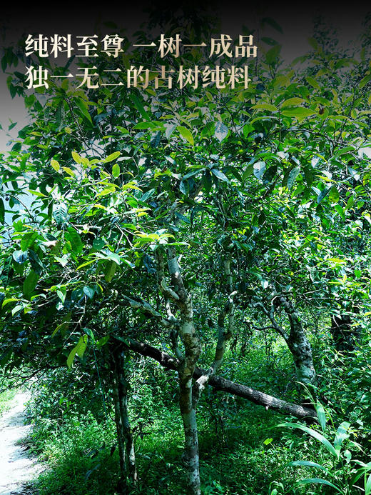 最后十几名！即将涨价【老曼峨苦/甜茶单株】2026年春茶预售苦过之后刻骨铭心的甜 滋味浓度“带十足杀伤力”，357克/饼 商品图6