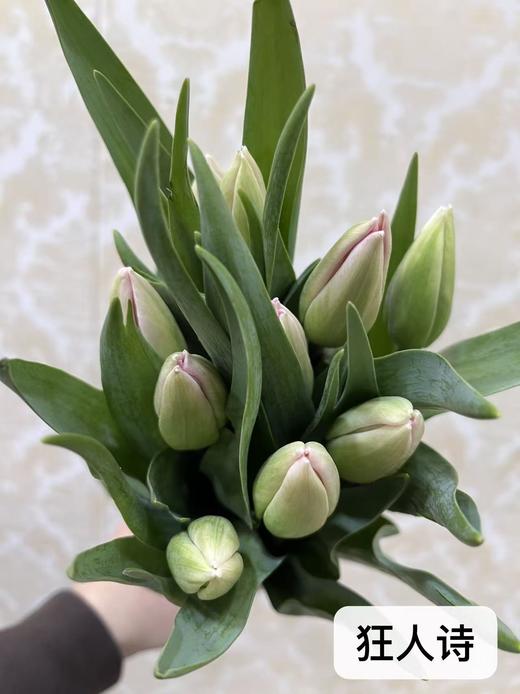 年宵花卉郁金香鲜切花10支 商品图8