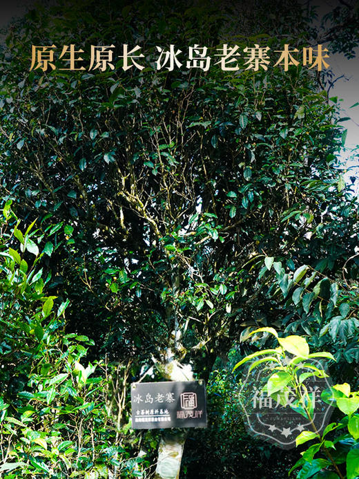 2026年春茶【冰岛老寨】古树茶，临沧茶区冰岛老寨古茶园核心茶地古树茶200克普洱生茶 商品图1