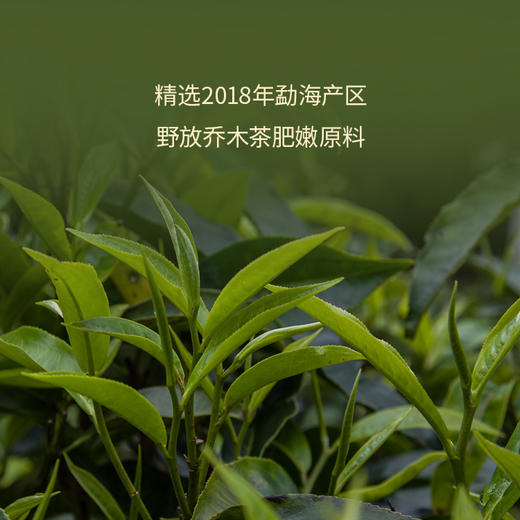 双陈普洱2026年天马行运熟茶357克马上能喝的好熟茶甜滑润活糯甜香红糖香 商品图1