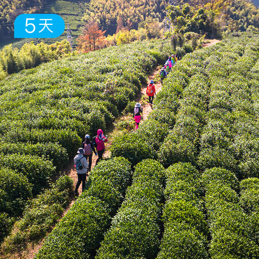 春季安吉+临安｜ 浙江天目山脉 28公里轻徒步 采春茶挖春笋 16人小团 5日 商品图2